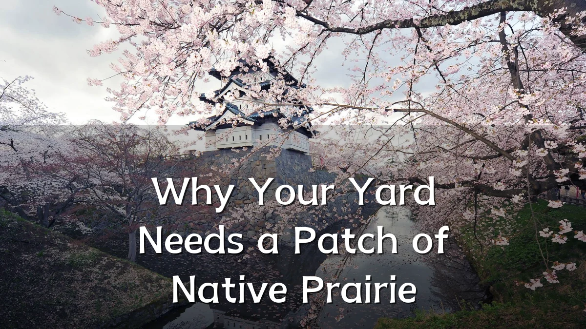 Why Your Yard Needs a Patch of Native Prairie