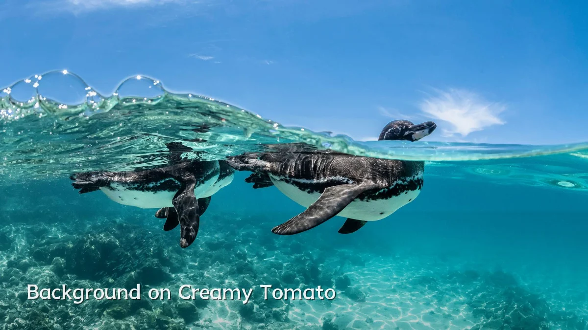 Background on Creamy Tomato