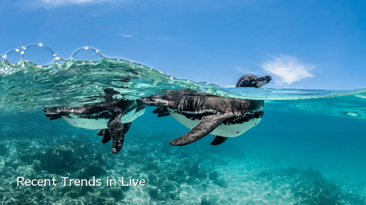Recent Trends in Live
